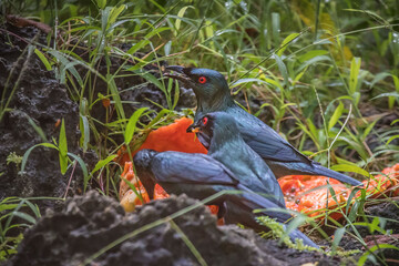 Asian glossy starlings the red eye birds eating papaya