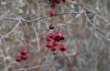 red berries on a branch