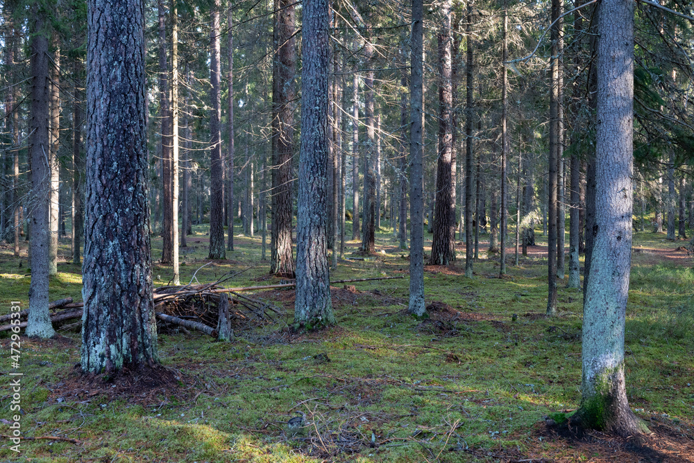 Wall mural forest in sunny autumn day