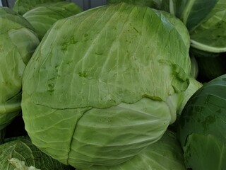 Obraz premium Grosser Weisskohl-Kopf / Weißkohl