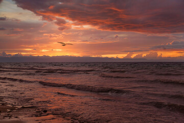 Fototapeta na wymiar wavy sea in a beautiful sunset with a flying bird
