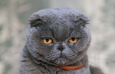 Large gray fold cat at home. Selective focus.