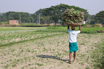a farmer with malabar spinach bunch on farm