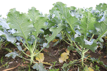 Naklejka premium green colored cauliflower farm on field