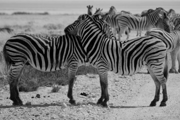 Fototapeta na wymiar Two plains zebras hugging at Etosha national park, Namibia, Africa