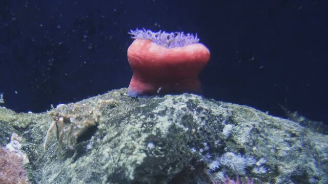 Coral reef with a cancer crawling on the bottom, underwater