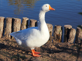 Fototapeta na wymiar White domestic goose near a pond.