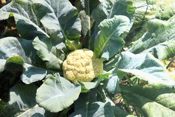 green colored cauliflower farm on field