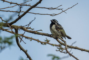 Spot-flanked Barbet - Tricholaema lacrymosa, beautiful barbet from African forests and woodlands, Lake Mburo National Park, Uganda.