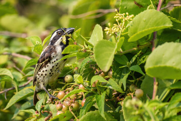 Spot-flanked Barbet - Tricholaema lacrymosa, beautiful barbet from African forests and woodlands, Lake Mburo National Park, Uganda.