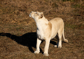white lioness in the grass