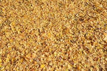 銀杏の落葉　葉模様