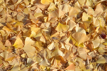 銀杏の落葉　葉模様