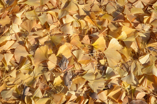 7 Best 秋の背景 Images Stock Photos Vectors Adobe Stock