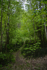 Obraz premium Beautiful landscape with curved walking path in green forest in summer