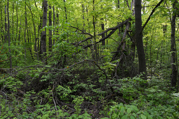 Wild forest landscape with fallen tree in summer