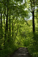 Beautiful landscape with unpaved road through green forest in summer.