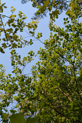 The blue sky shines through the branches of blooming bird cherry and Norway maple. Beautiful forest landscape. Vertical photo.
