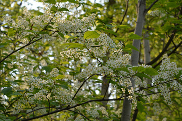 Fototapeta na wymiar Thin branches of bird cherry with beautiful inflorescences illuminated by the sun. Spring forest. Photo wallpaper.