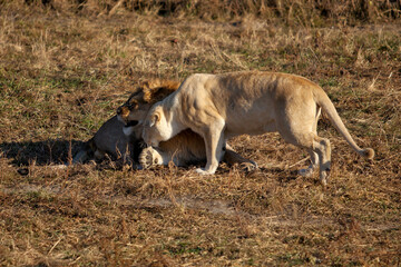 Fototapeta na wymiar the lion and the white lioness