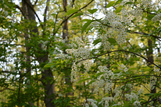 Blooming bird cherry in the spring forest. Nice photo.