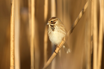 Females of common reed bunting (Emberiza schoeniclus) are photographed close-up in their natural habitat in soft morning light. Detailed photo to identify the bird.