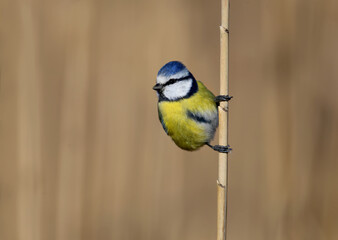 Close-up of Eurasian blue tit (Cyanistes caeruleus) sitting on a reed branch in the soft morning light. Detailed photo in winter plumage
