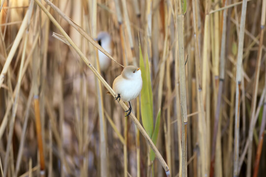 The female bearded reedling (Panurus biarmicus) sits on a thin reed. The male hid behind her. Close-up detailed photo of birds