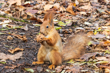 Naklejka na ściany i meble red squirrel holding walnut in a autumn park with yellow leaves
