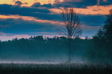 Obraz premium misty sunrise in a meadow near Lublin 