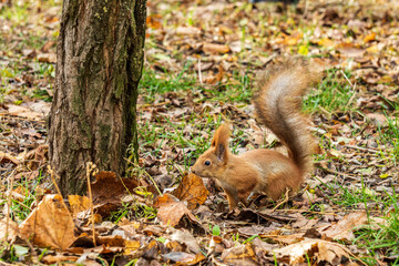 red squirrel in the autumn park with yellow leaves