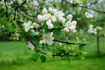 Obraz premium Flowers on a branch of an apple tree with drops of water after rain.
