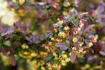 Tiny yellow flowers of a decorative shrub.