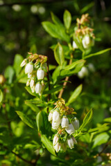 Fototapeta premium Blossoms of Canadian blueberry on the stem of a plant with green leaves. 