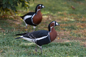 Red Breasted Goose (Branta ruficolis)