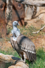 Griffon vulture (Gyps fulvus) bird