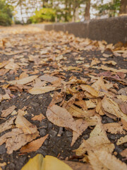 autumn leaves on the ground