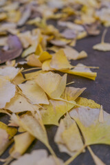 Naklejka na ściany i meble fallen autumn leaves