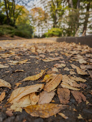 Fototapeta premium autumn in the park