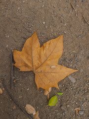 autumn leaves on the ground