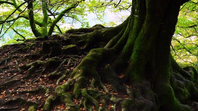 Beech forest in autumn in the Gorbeia Natural Park between Alava and Bizkaia, Basque Country, Spain, Europe