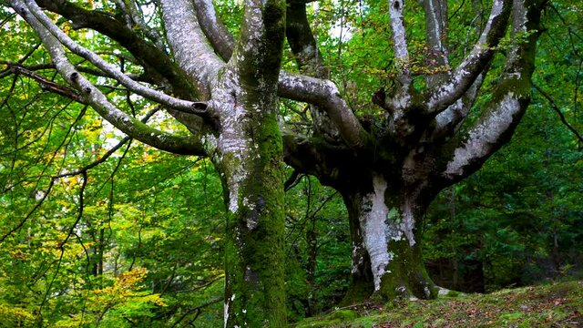 Beech forest in autumn in the Gorbeia Natural Park between Alava and Bizkaia, Basque Country, Spain, Europe
