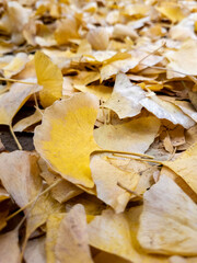 Naklejka premium autumn leaves
