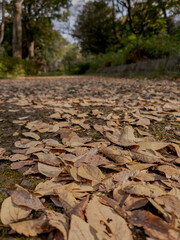 autumn leaves on the ground