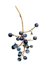 Autumn berries black branch watercolor isolated on white background illustration for all prints.