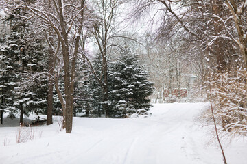 Obraz premium snow covered trees