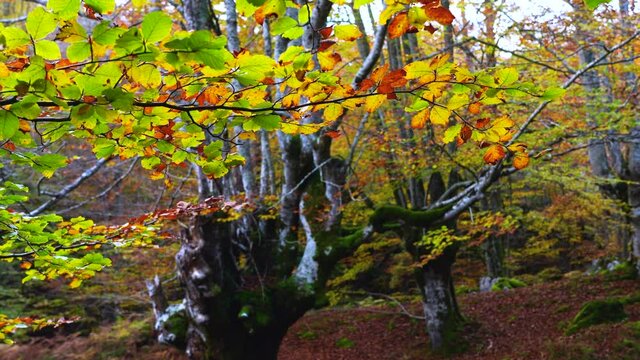 Beech forest in autumn in the Gorbeia Natural Park between Alava and Bizkaia, Basque Country, Spain, Europe