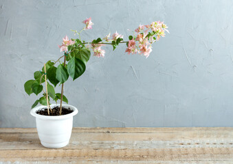 Bougainvillea with pink flowers in a flower spot on a gray background. Homecare concept