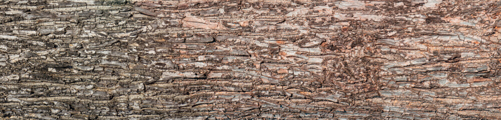 Ebossed texturem of the bark of tree on white background photo, High Resolution for 3D.