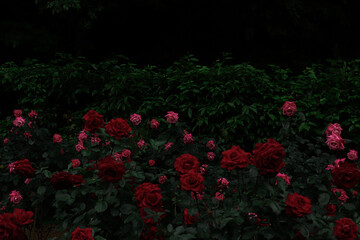 red flowers in the garden